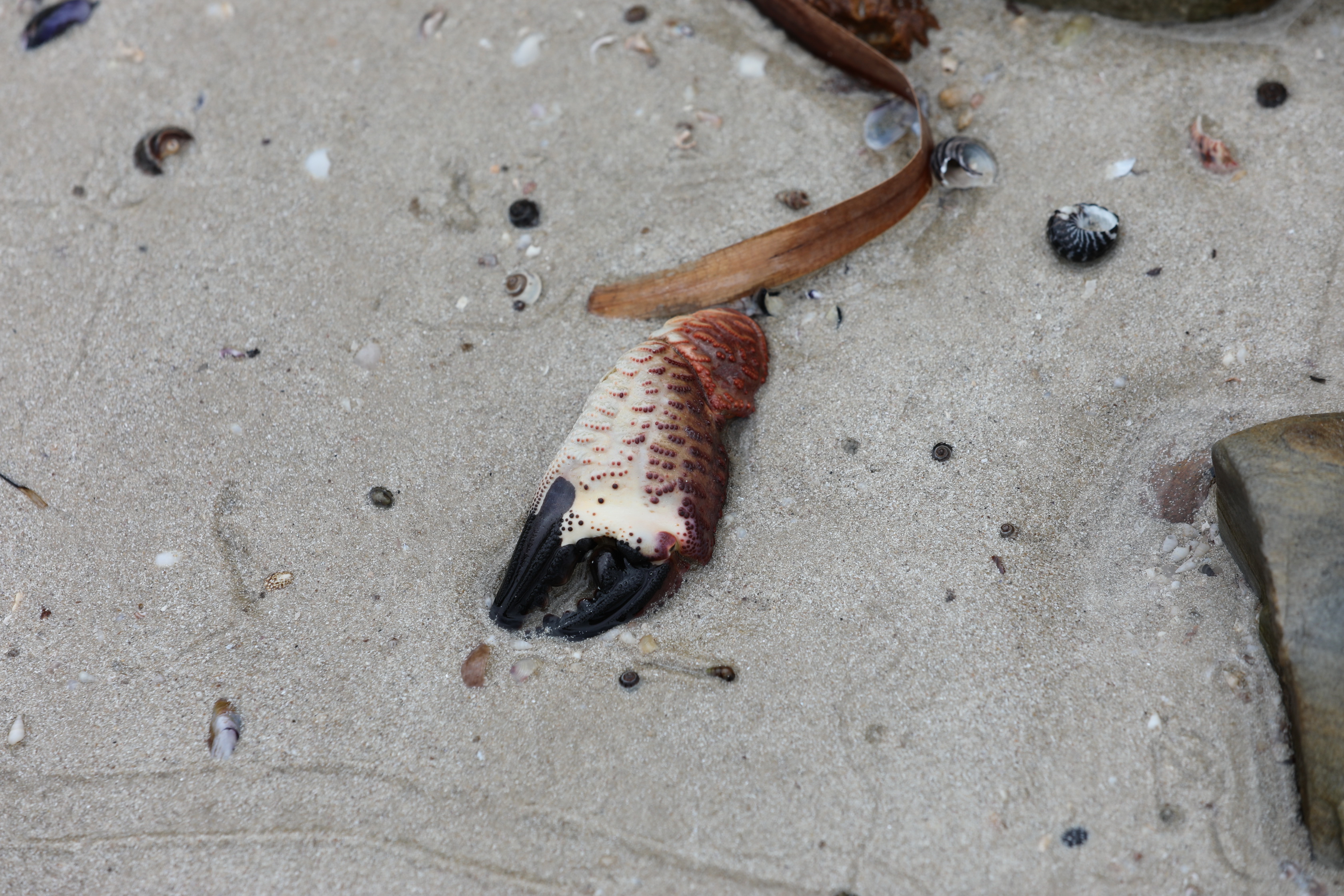 2019 10 06 13 52 06 Canon EOS 5D Mark IV 0009